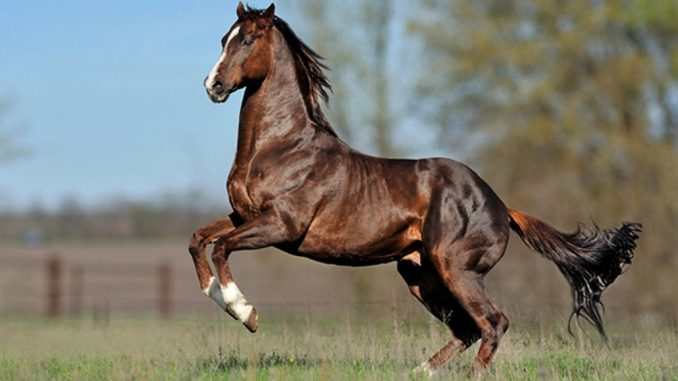 ENGLESKI-ČISTOKRVNI-KONJ-678x381