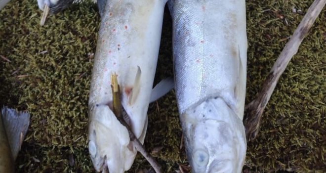 65157d88-10ec-4df2-a436-4ab30a0a0a78-pomor-ribe-neretva-ulog2-preview