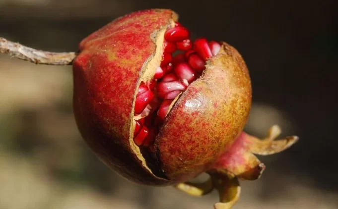 nar-voce-zdravlje-antioksidansi