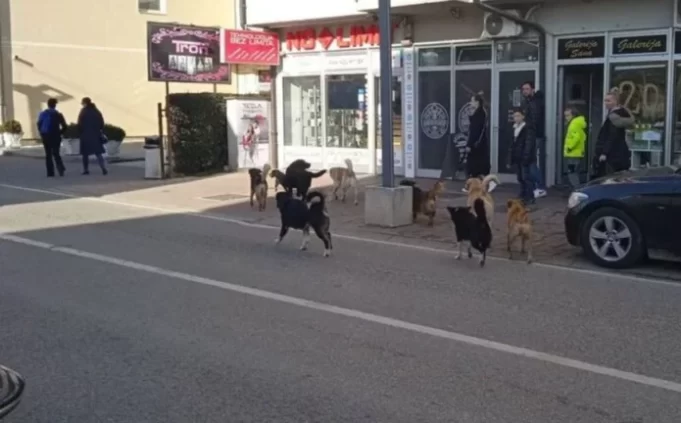 psi-lutalice-696x432