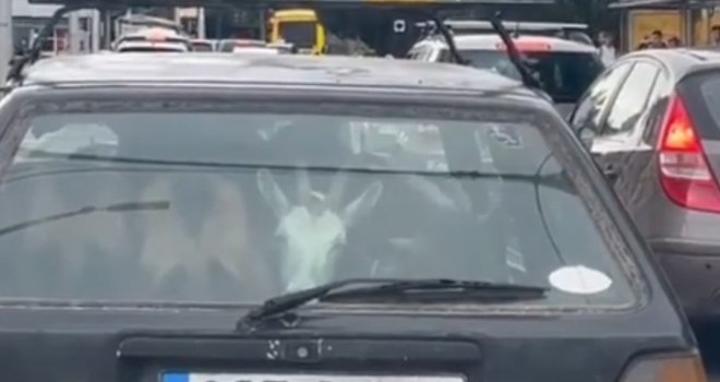 681b9459-7c70-4ad7-b5b8-4e3558c67f20-koze-u-golfu-sarajevo-prsc-preview