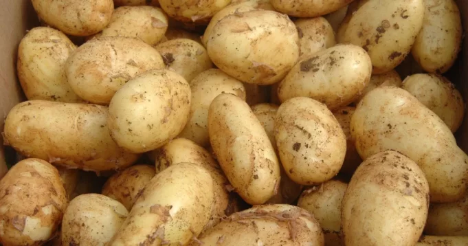 mladi-krompir-pixsell