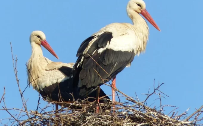 rode-hrasnica-gnijezdo-2maj25-birdsofsarajevo