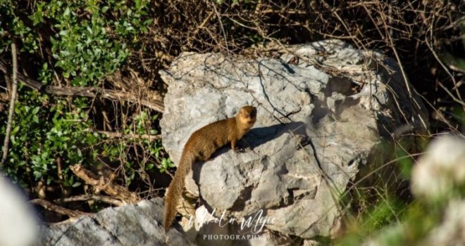 69ca60e4-11c8-4c1a-b35d-423658c67f20-mungos-hutovo-blato-nikola-mijic-preview