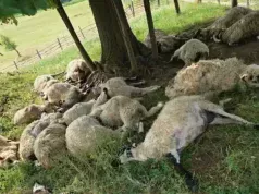 Tužni prizori iz Zvornika: Grom usmrtio čitavo stado ovaca